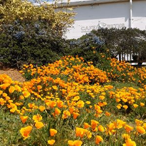 california poppies